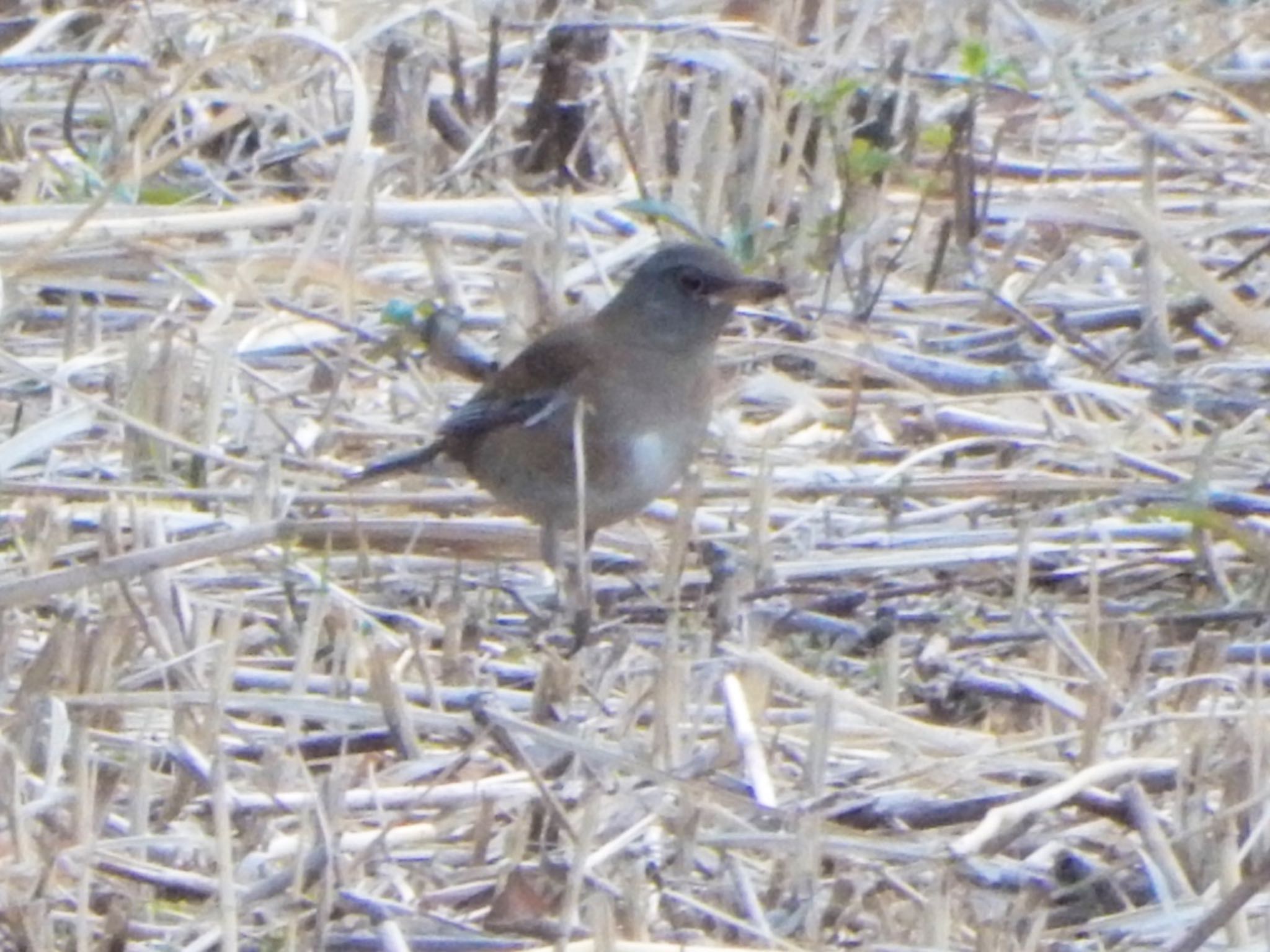 Photo of Pale Thrush at Maioka Park by HIKARI  ξ(｡◕ˇ◊ˇ◕｡)ξ