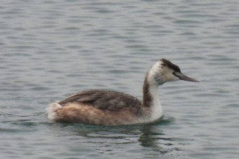 Great Crested Grebe 狭山湖堤防 Tue, 3/19/2024