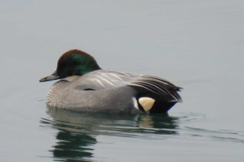 Falcated Duck 狭山湖堤防 Tue, 3/19/2024