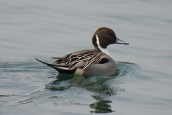 Northern Pintail 狭山湖堤防 Tue, 3/19/2024