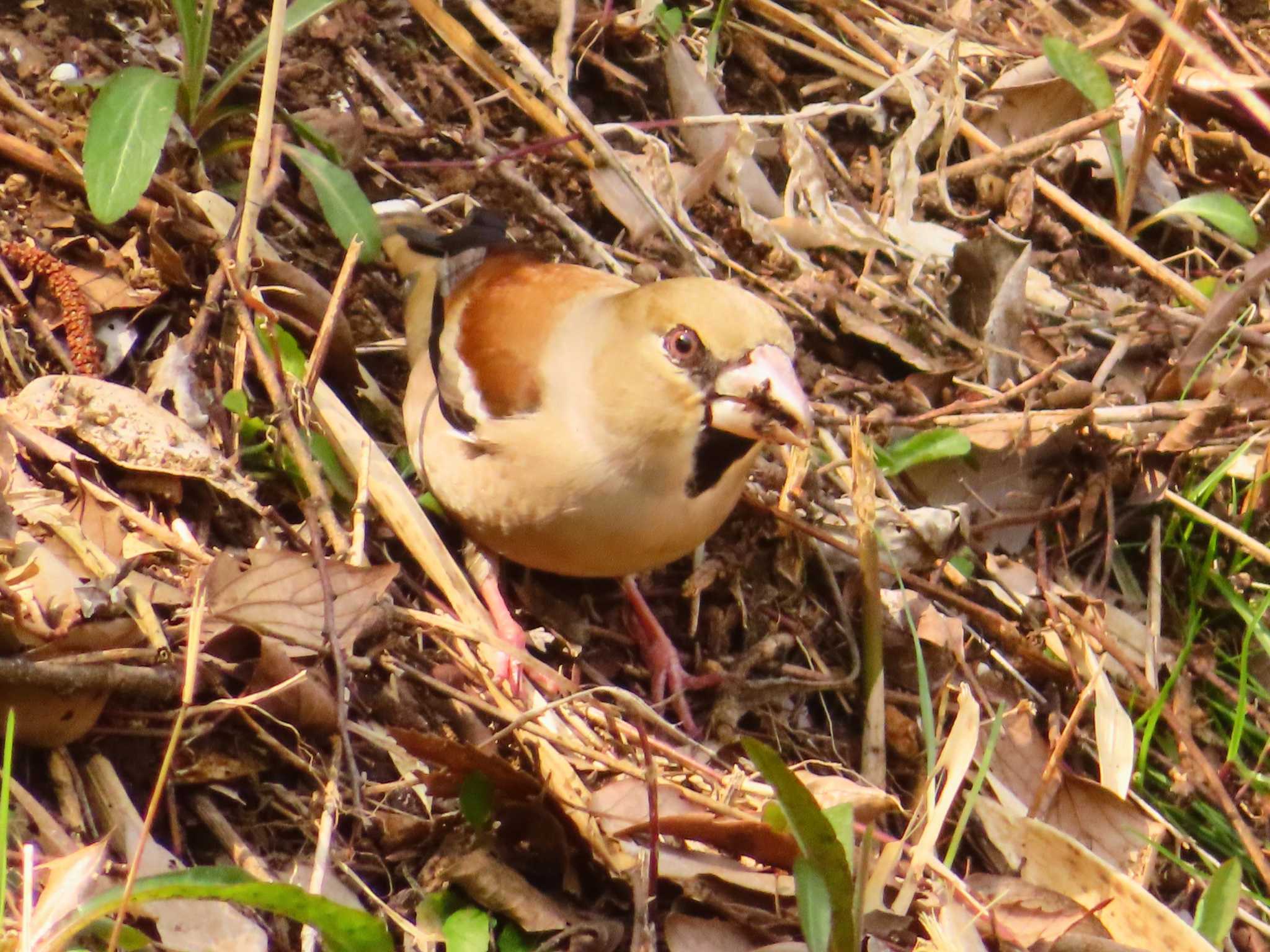 Photo of Hawfinch at Maioka Park by ゆ