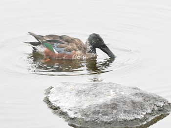 Northern Shoveler 江津湖 Tue, 3/19/2024