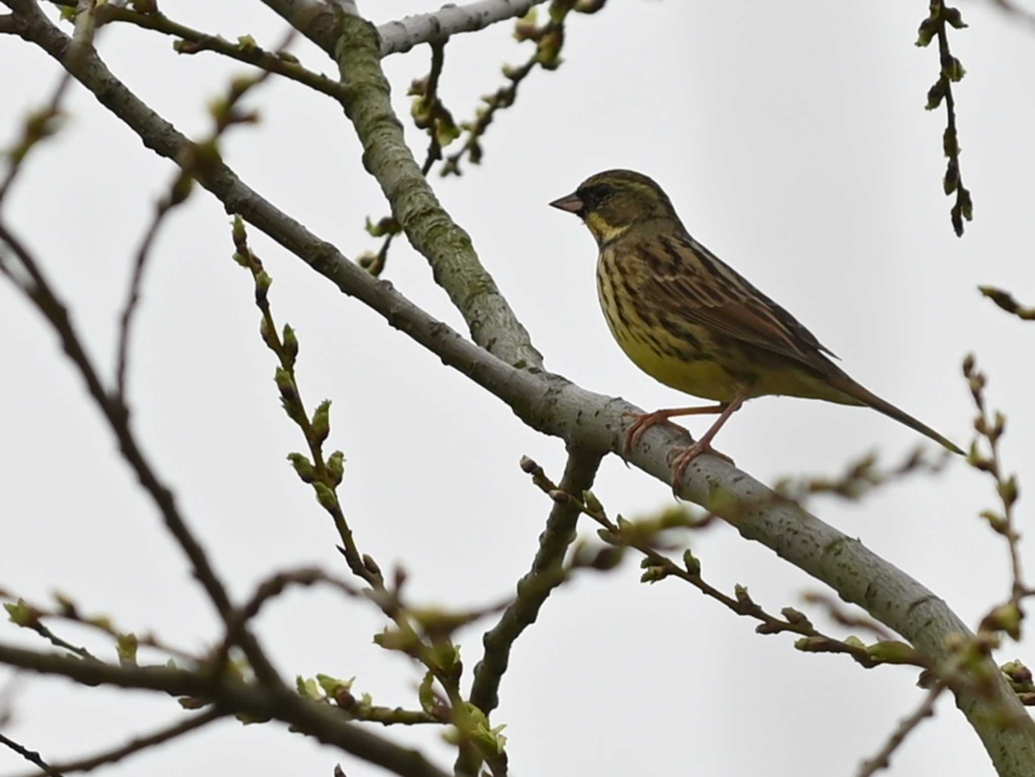 Masked Bunting