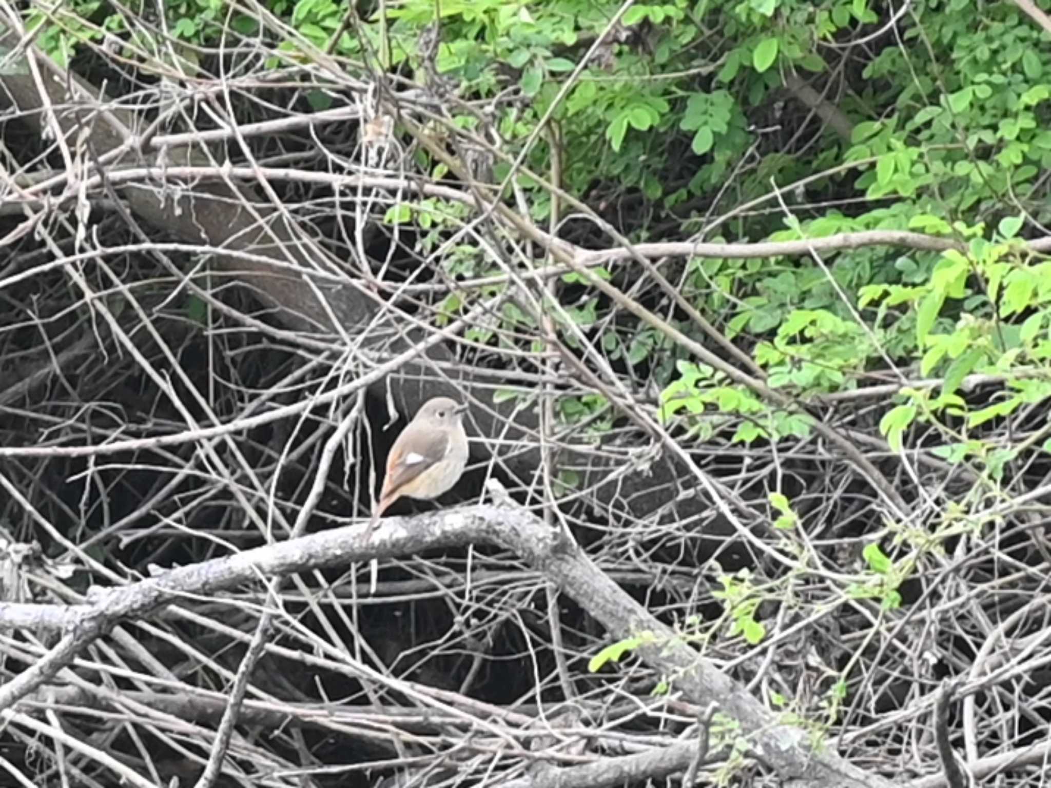 Daurian Redstart