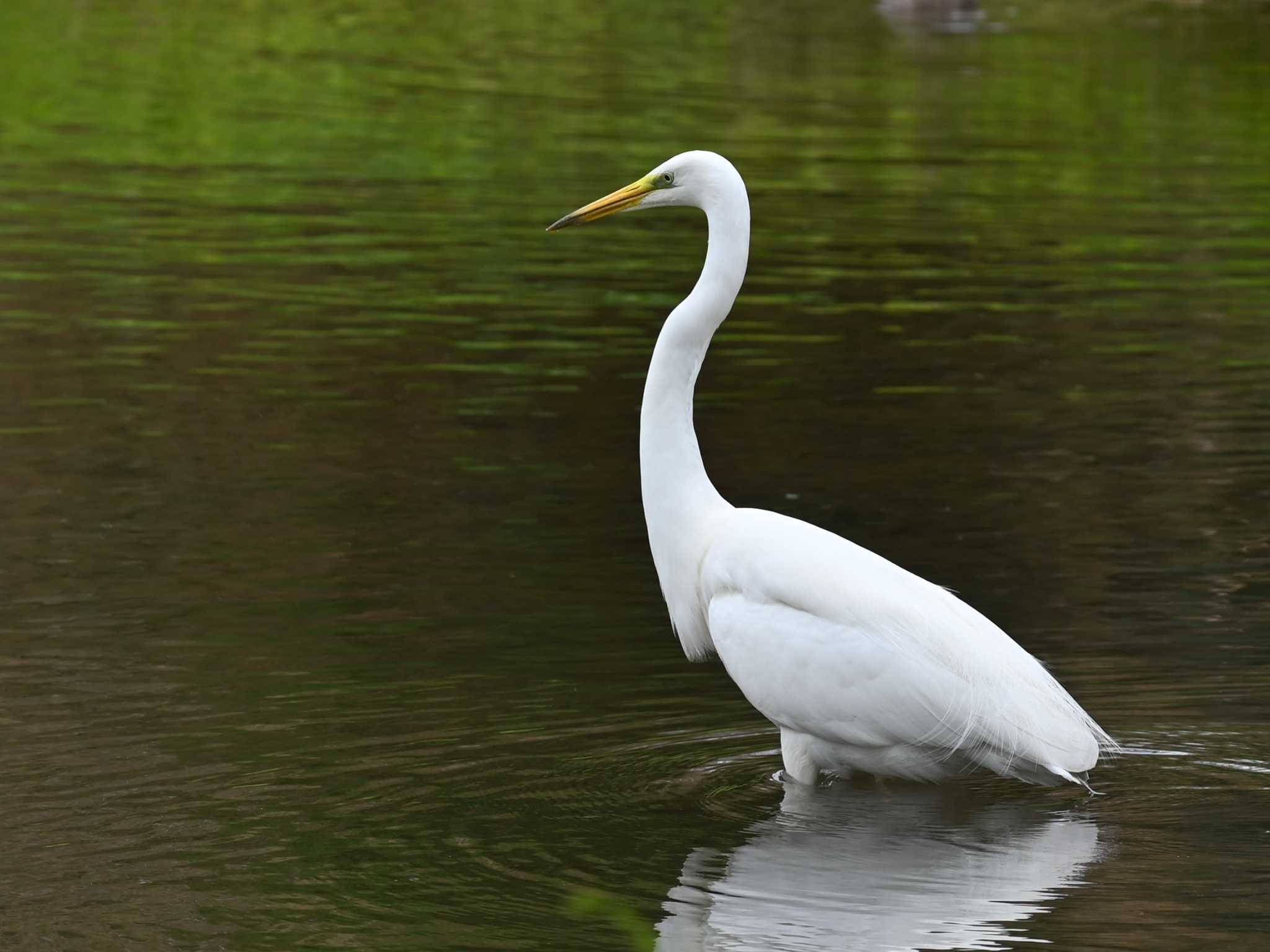 Photo of Great Egret at 江津湖 by jo6ehm