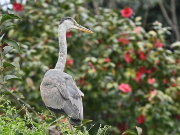 Grey Heron 江津湖 Tue, 3/19/2024