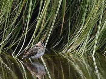 2024年3月19日(火) 江津湖の野鳥観察記録