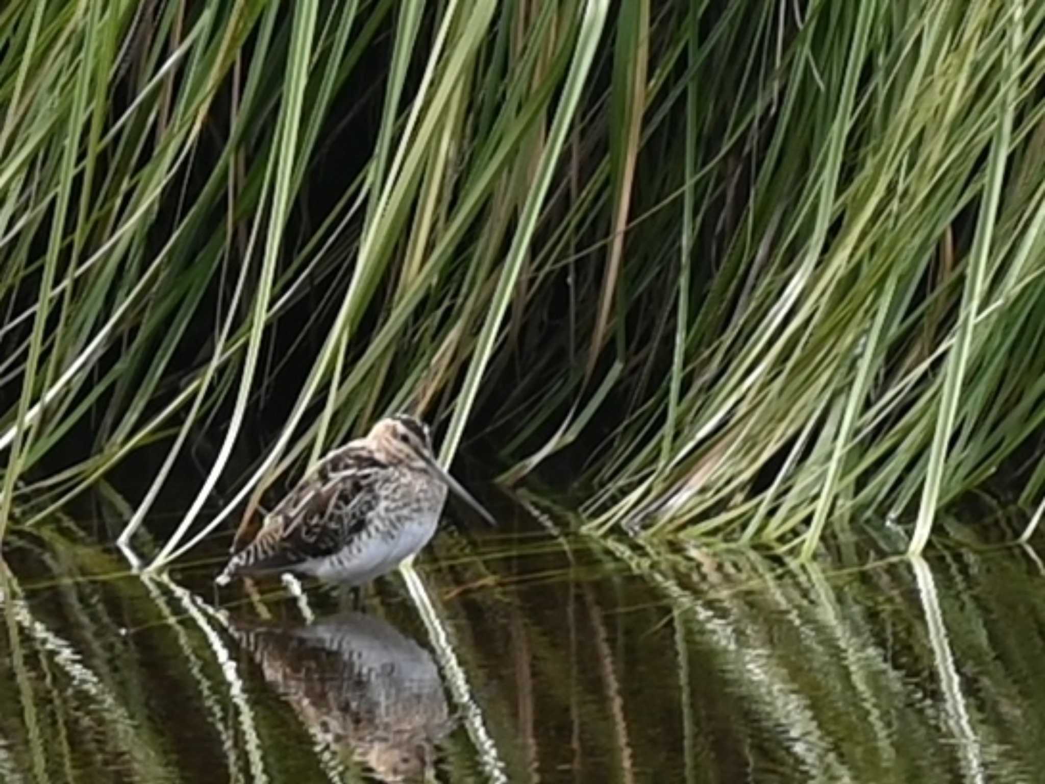 江津湖 タシギの写真