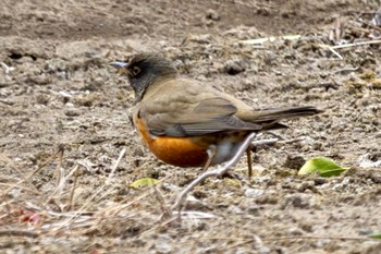 アカハラ 芝川 2024年3月19日(火)