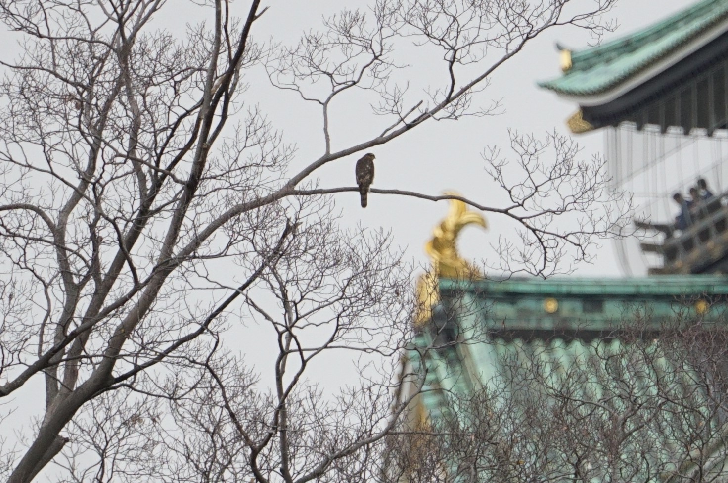 大阪城公園 ハイタカの写真 by マル