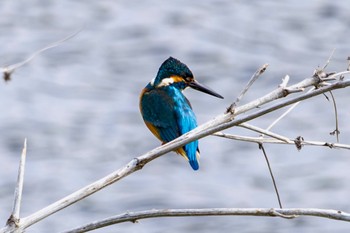 カワセミ 芝川 2024年3月19日(火)