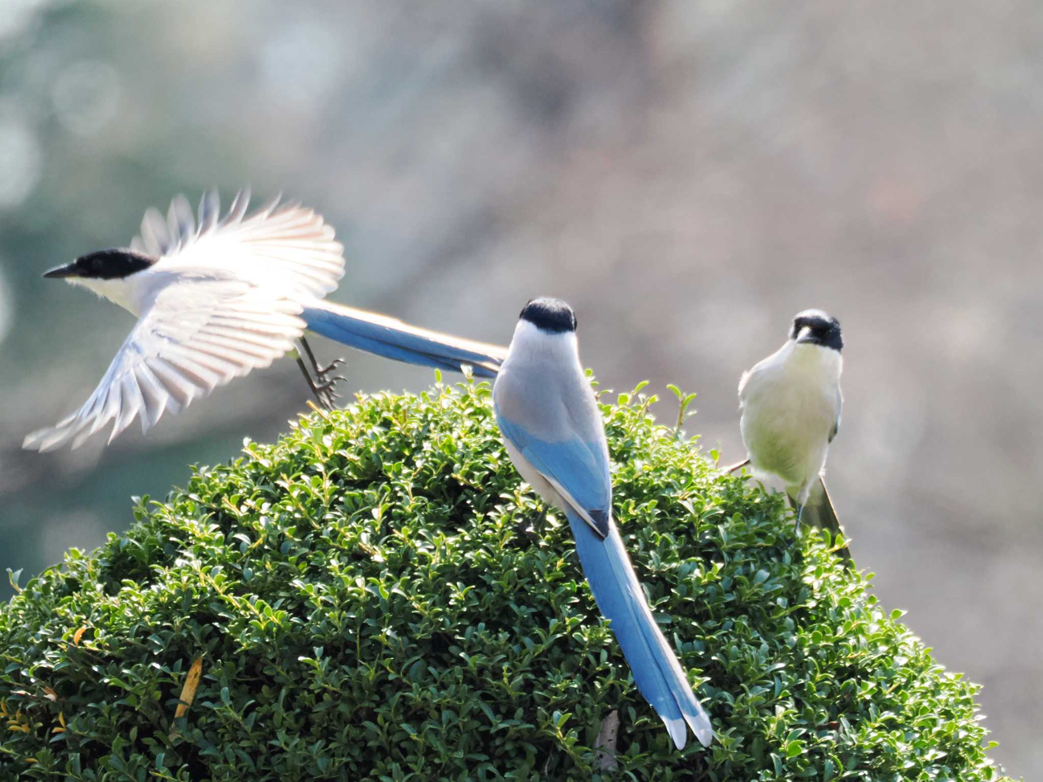 Photo of Azure-winged Magpie at Tama Cemetery by ぴろり