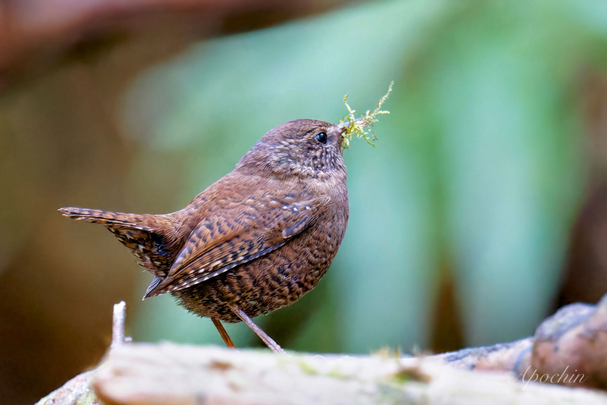 Photo of Eurasian Wren at Hayatogawa Forest Road by アポちん