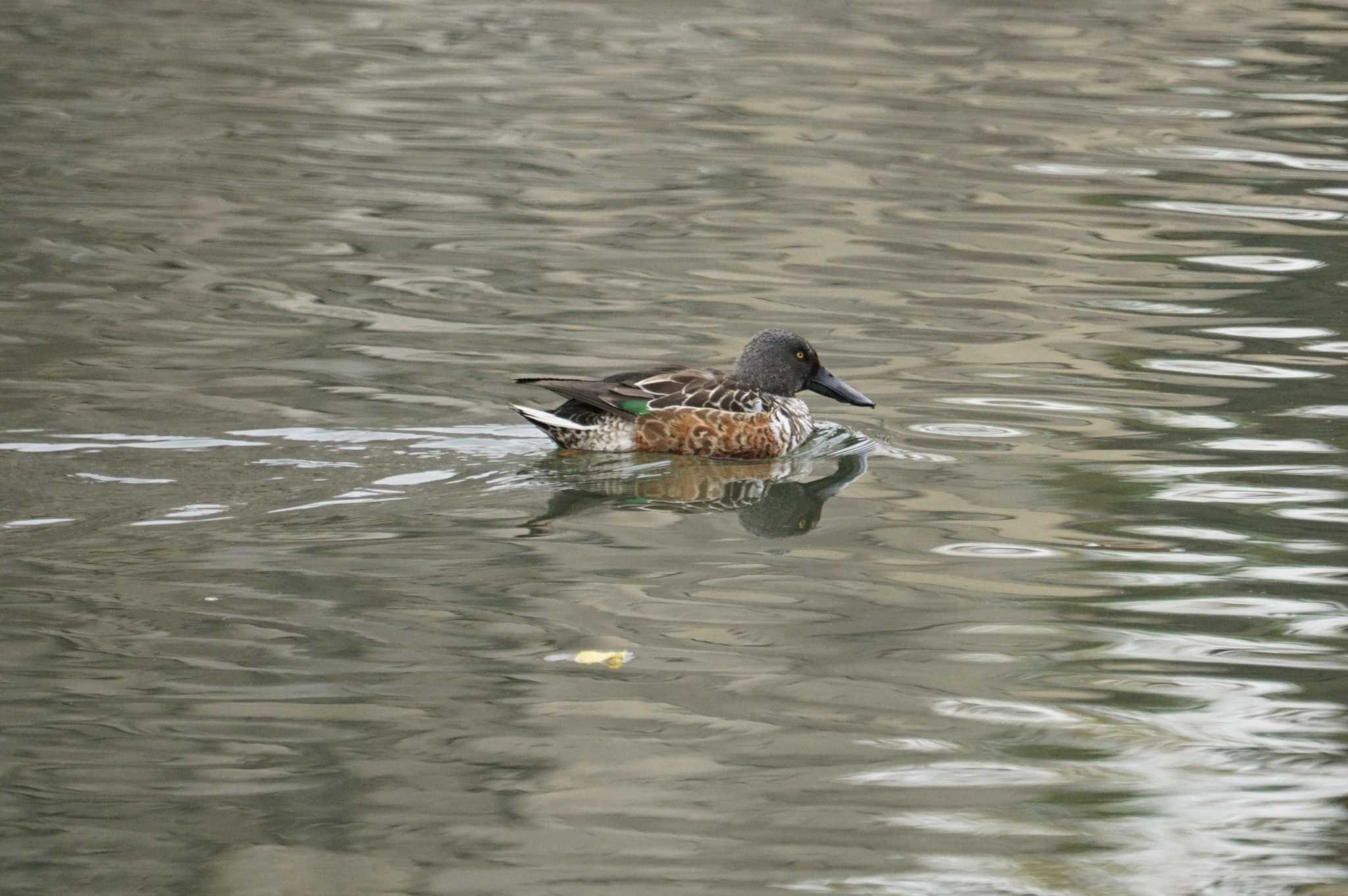 Northern Shoveler