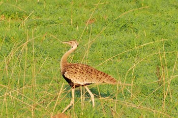 クロハラチュウノガン