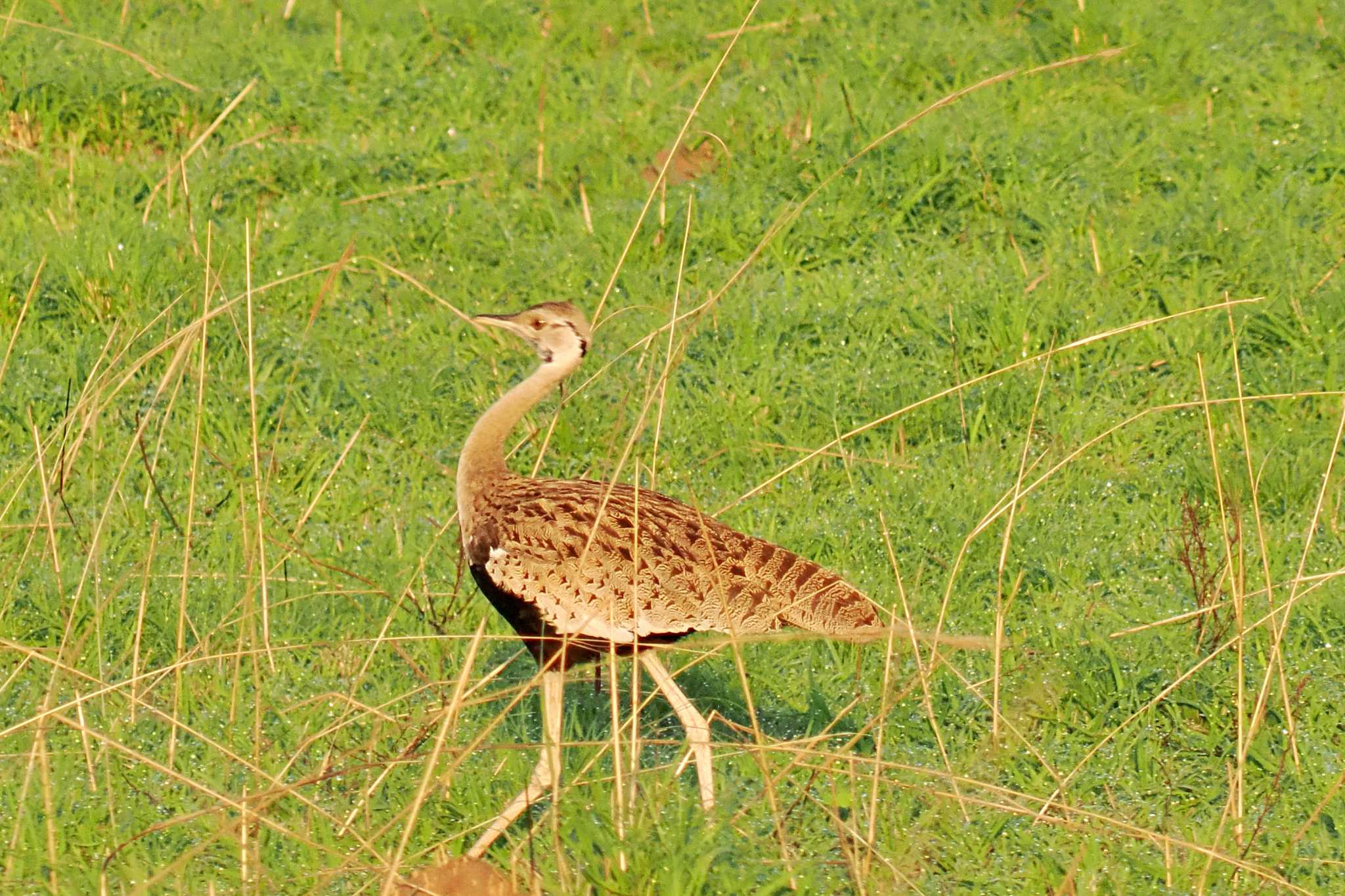 Photo of Black-bellied Bustard at ウガンダ by 藤原奏冥