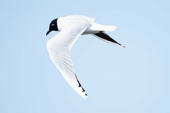 Saunders's Gull Sambanze Tideland Sun, 3/17/2024