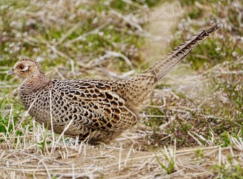 Common Pheasant 我孫子市近郊 Tue, 3/19/2024