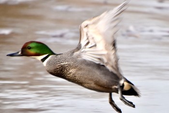 Falcated Duck 見沼自然公園 Tue, 3/19/2024