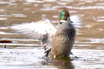 Falcated Duck 見沼自然公園 Tue, 3/19/2024