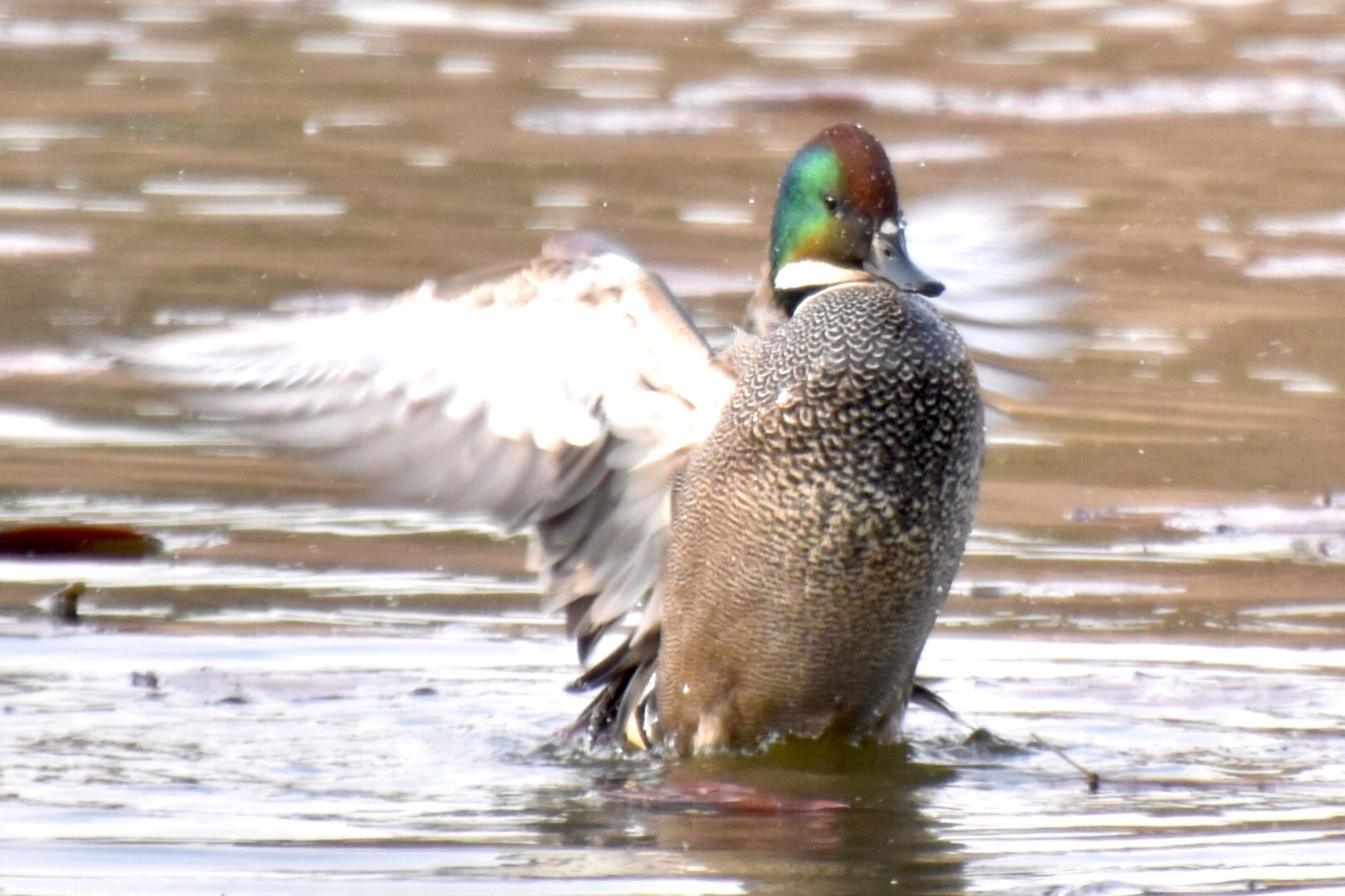 見沼自然公園 ヨシガモの写真