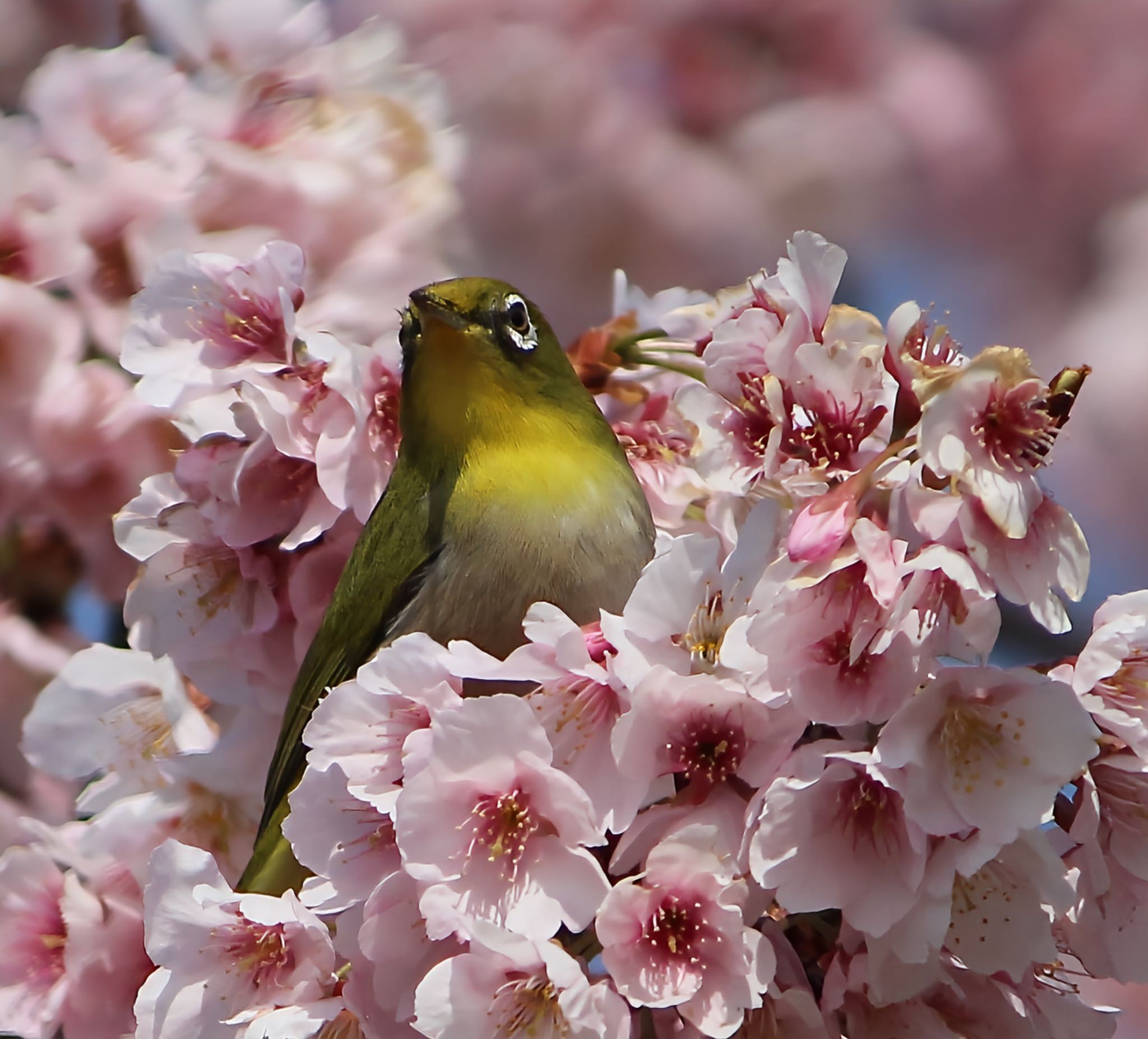 公園 メジロの写真