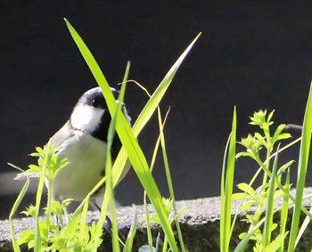 シジュウカラ 公園 2024年3月19日(火)