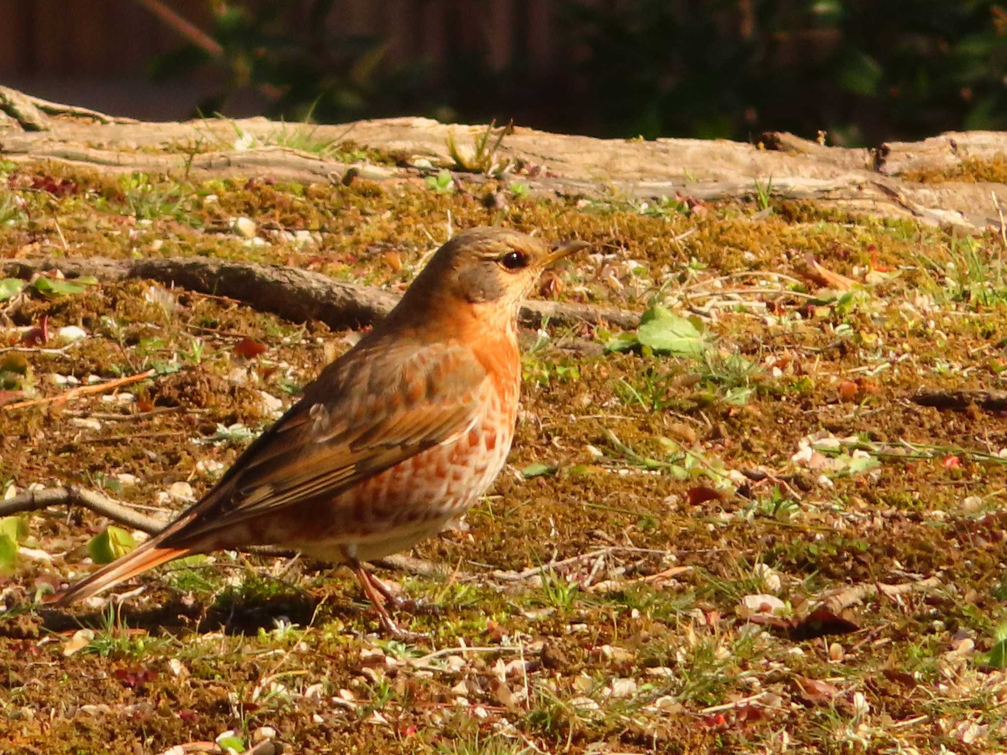 Naumann's Thrush