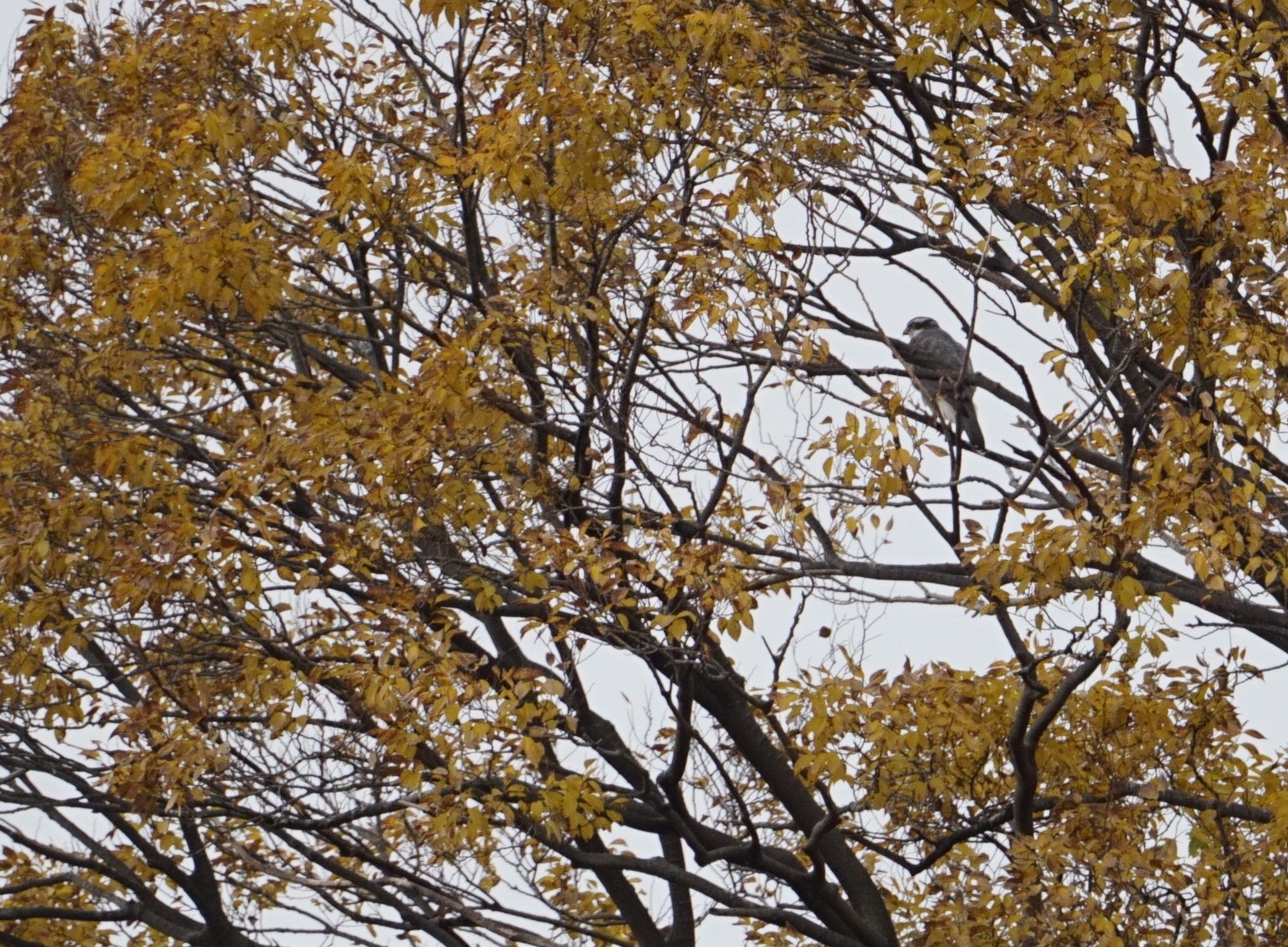 Eurasian Goshawk