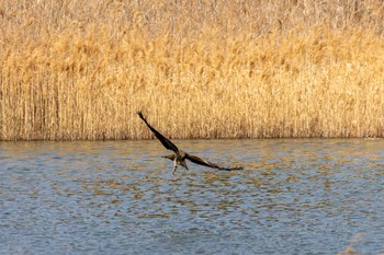 トビ 葛西臨海公園 2024年3月16日(土)