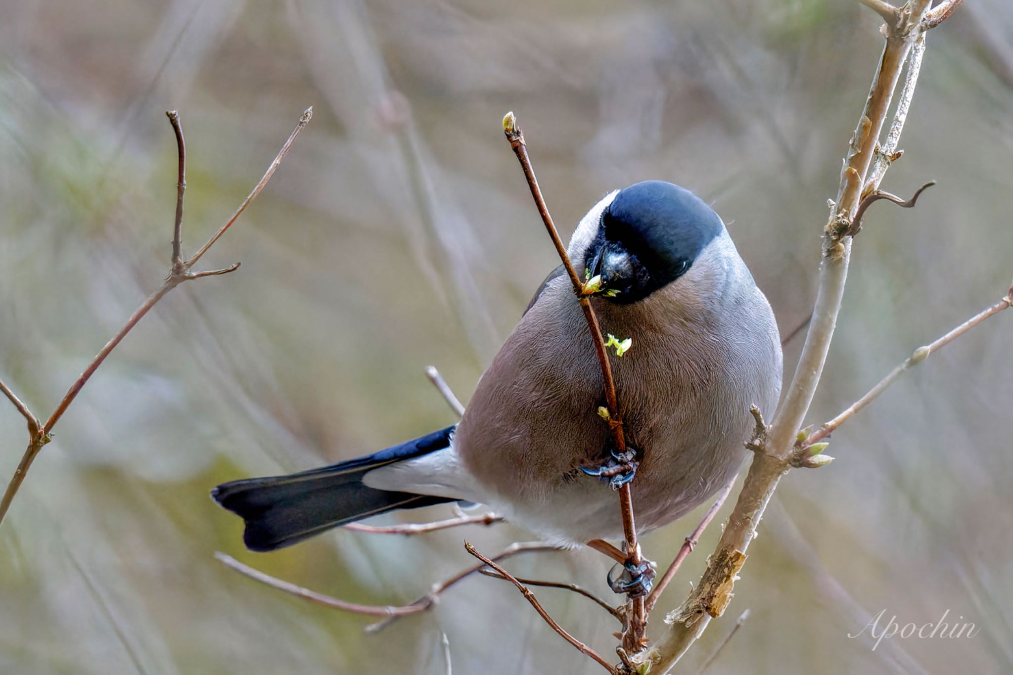 Eurasian Bullfinch