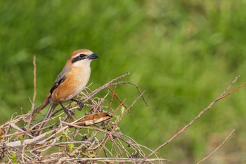 Bull-headed Shrike Nogawa Sun, 3/17/2024