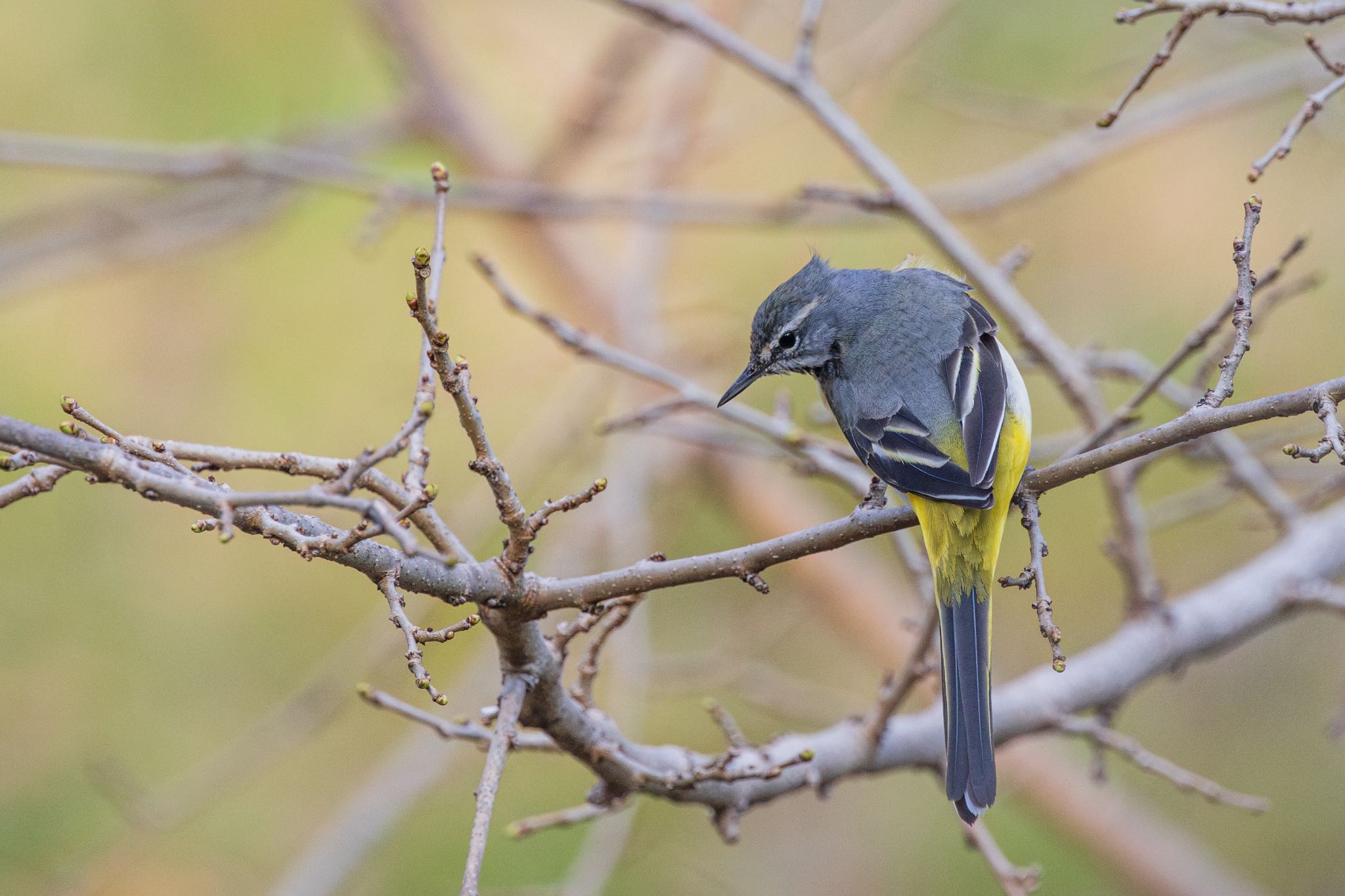 Grey Wagtail