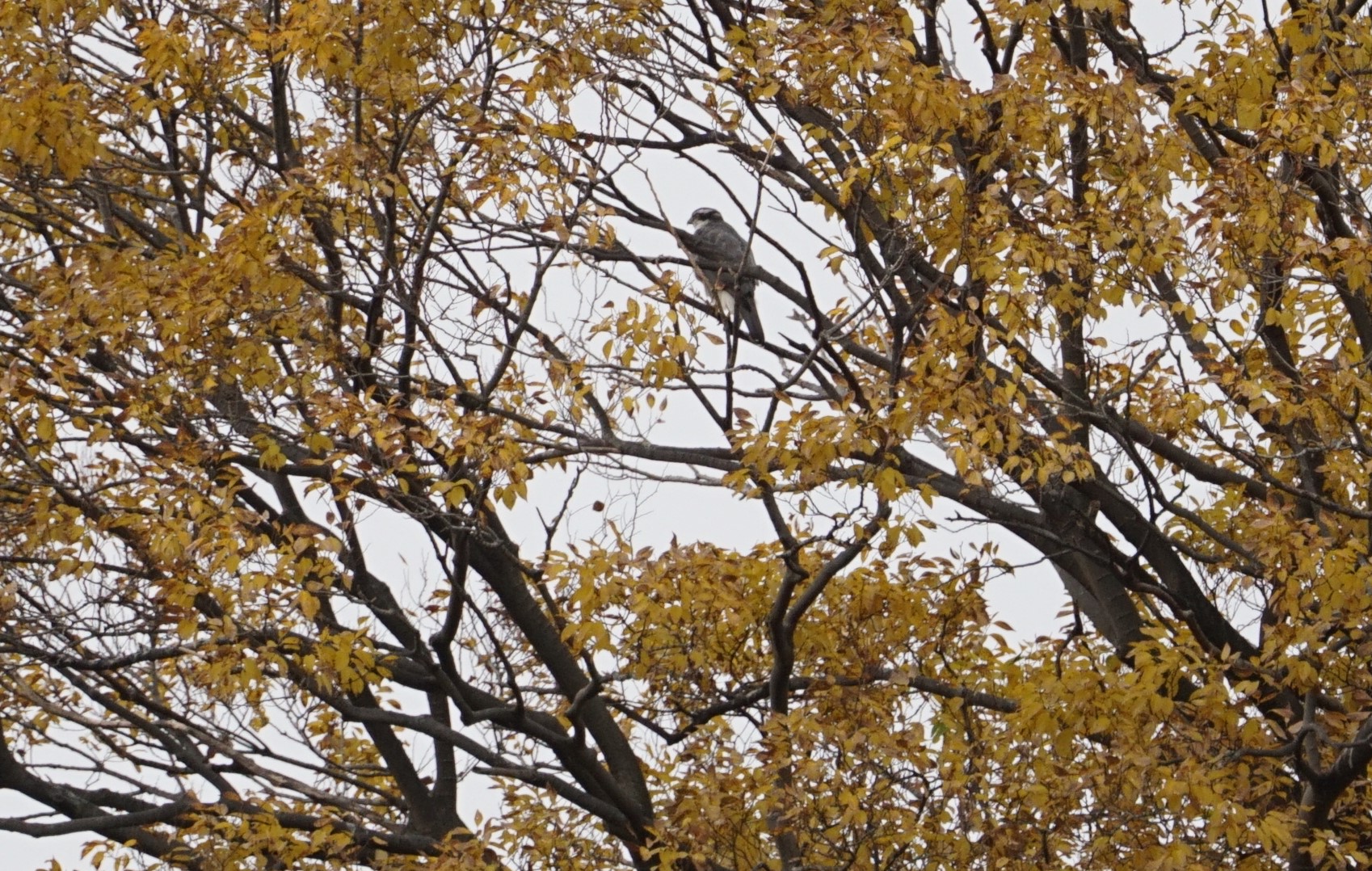 Eurasian Goshawk