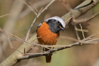 Daurian Redstart 名古屋平和公園 Fri, 3/15/2024