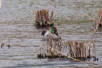 Falcated Duck 境川遊水池公園 Tue, 3/19/2024