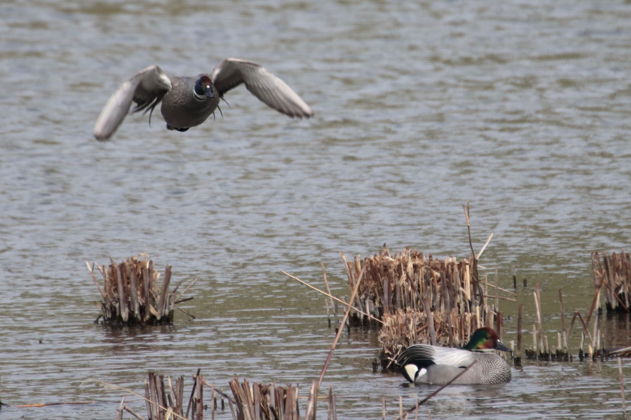 Photo of Falcated Duck at 境川遊水池公園 by Jiateng 三保