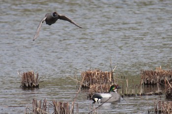 Falcated Duck 境川遊水池公園 Tue, 3/19/2024