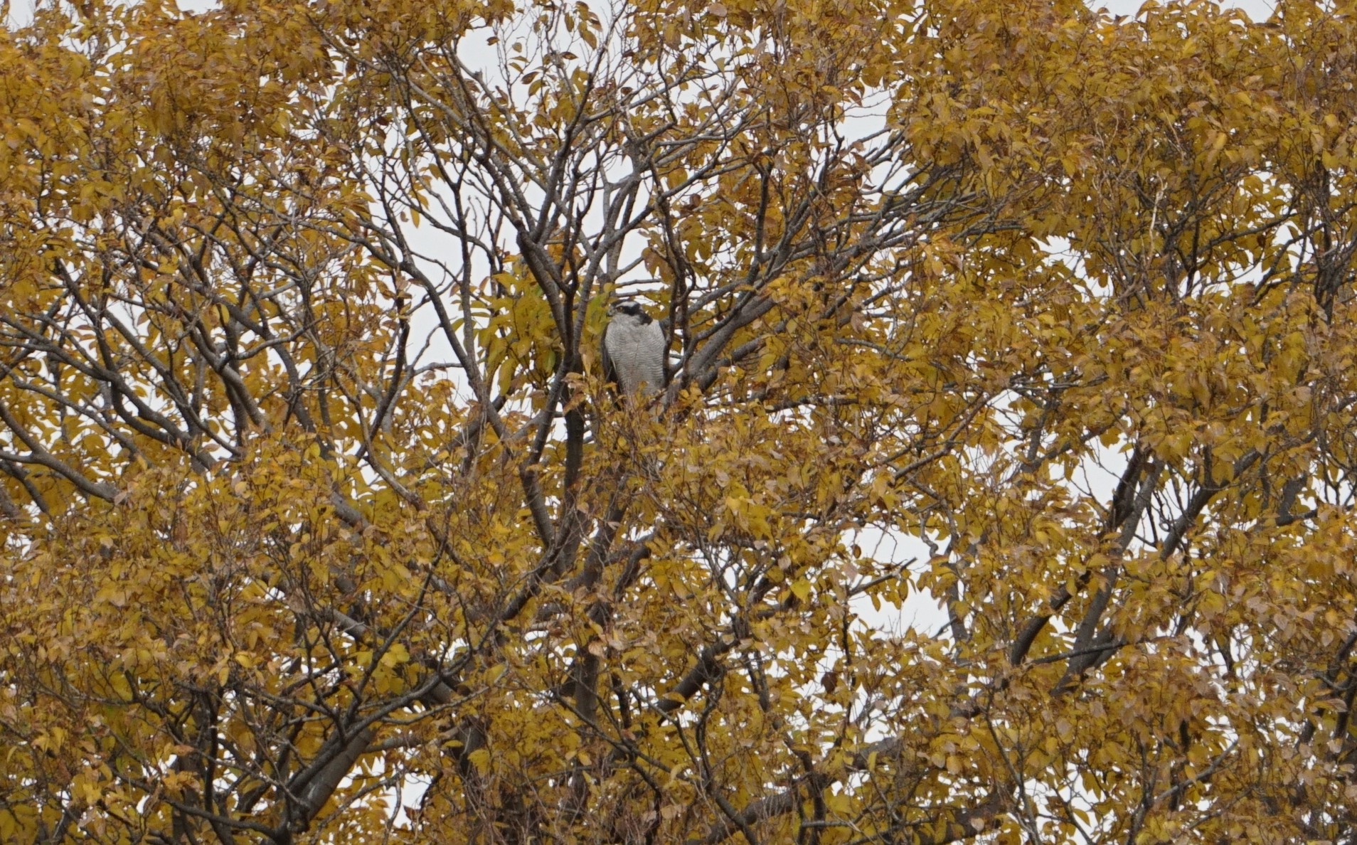 Eurasian Goshawk