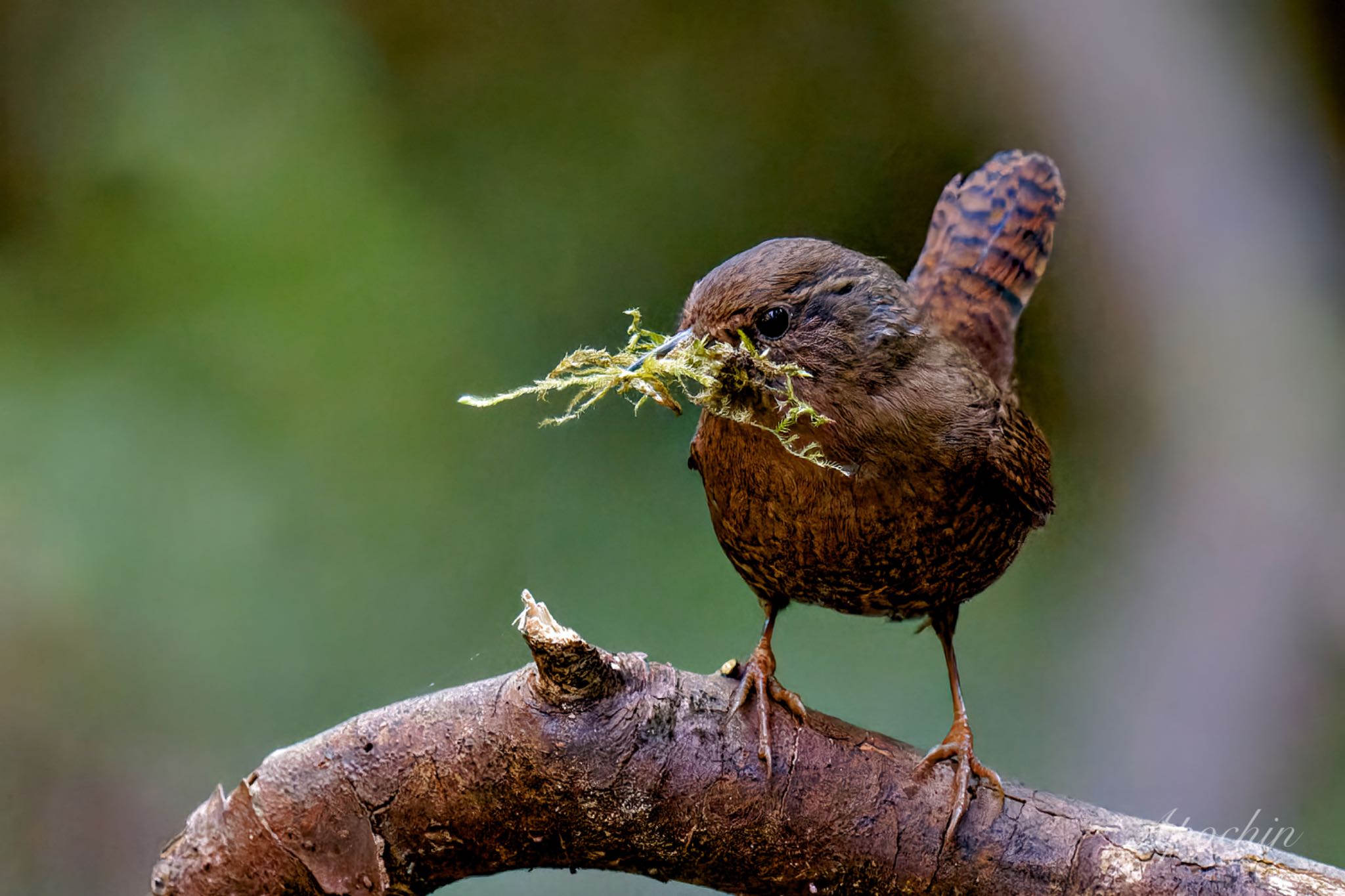 Eurasian Wren