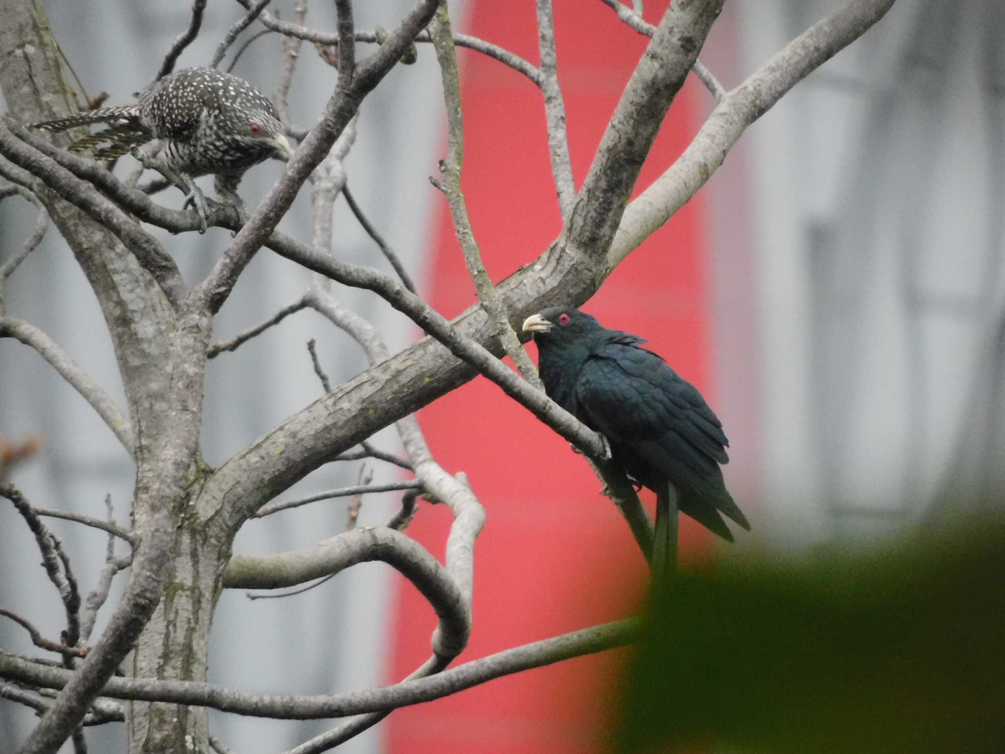 Photo of Asian Koel at 九龍公園 by mkmole