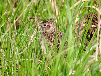 ヒバリ 都立浮間公園 2024年3月19日(火)