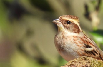 Yellow-throated Bunting 岐阜県 Fri, 3/15/2024