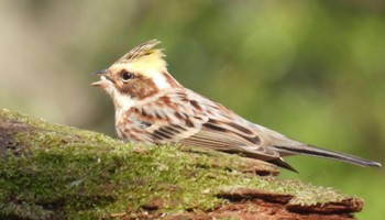 Yellow-throated Bunting 岐阜県 Fri, 3/15/2024