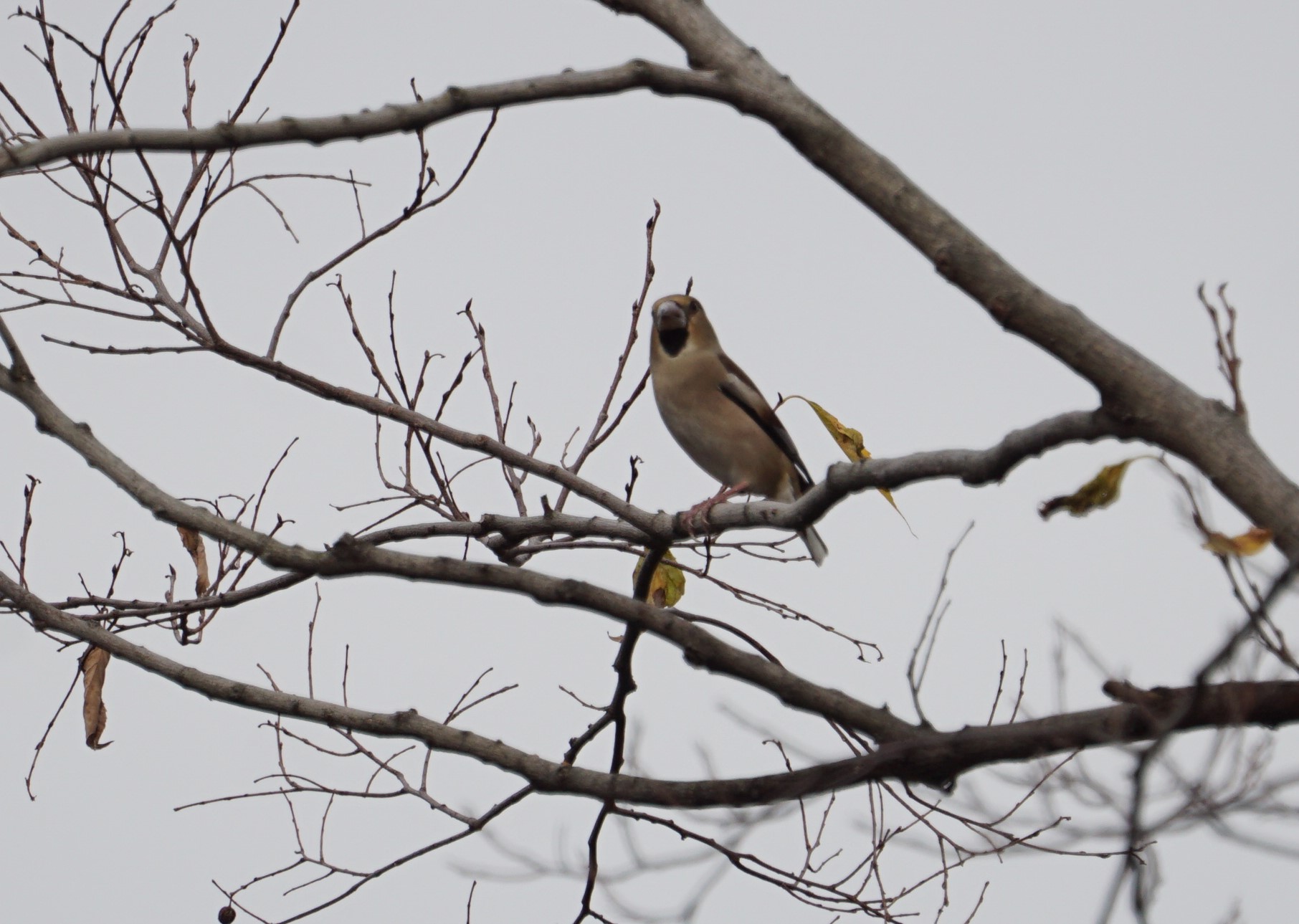 Hawfinch