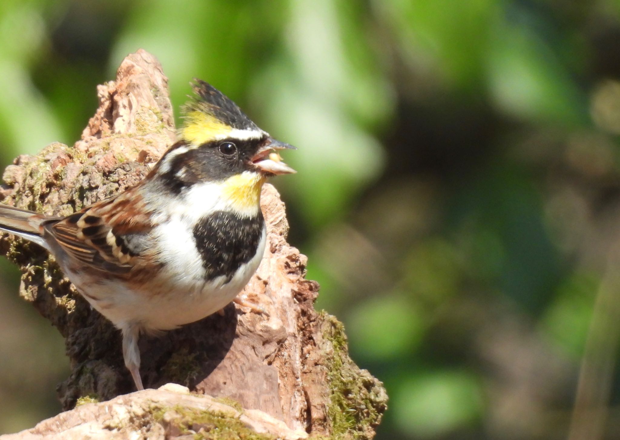 Yellow-throated Bunting