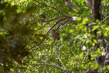 Ural Owl Inokashira Park Mon, 3/18/2024