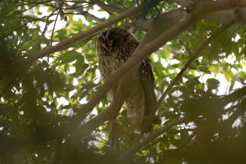 Ural Owl Inokashira Park Mon, 3/18/2024