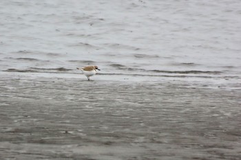 Kentish Plover Kasai Rinkai Park Sun, 2/25/2024