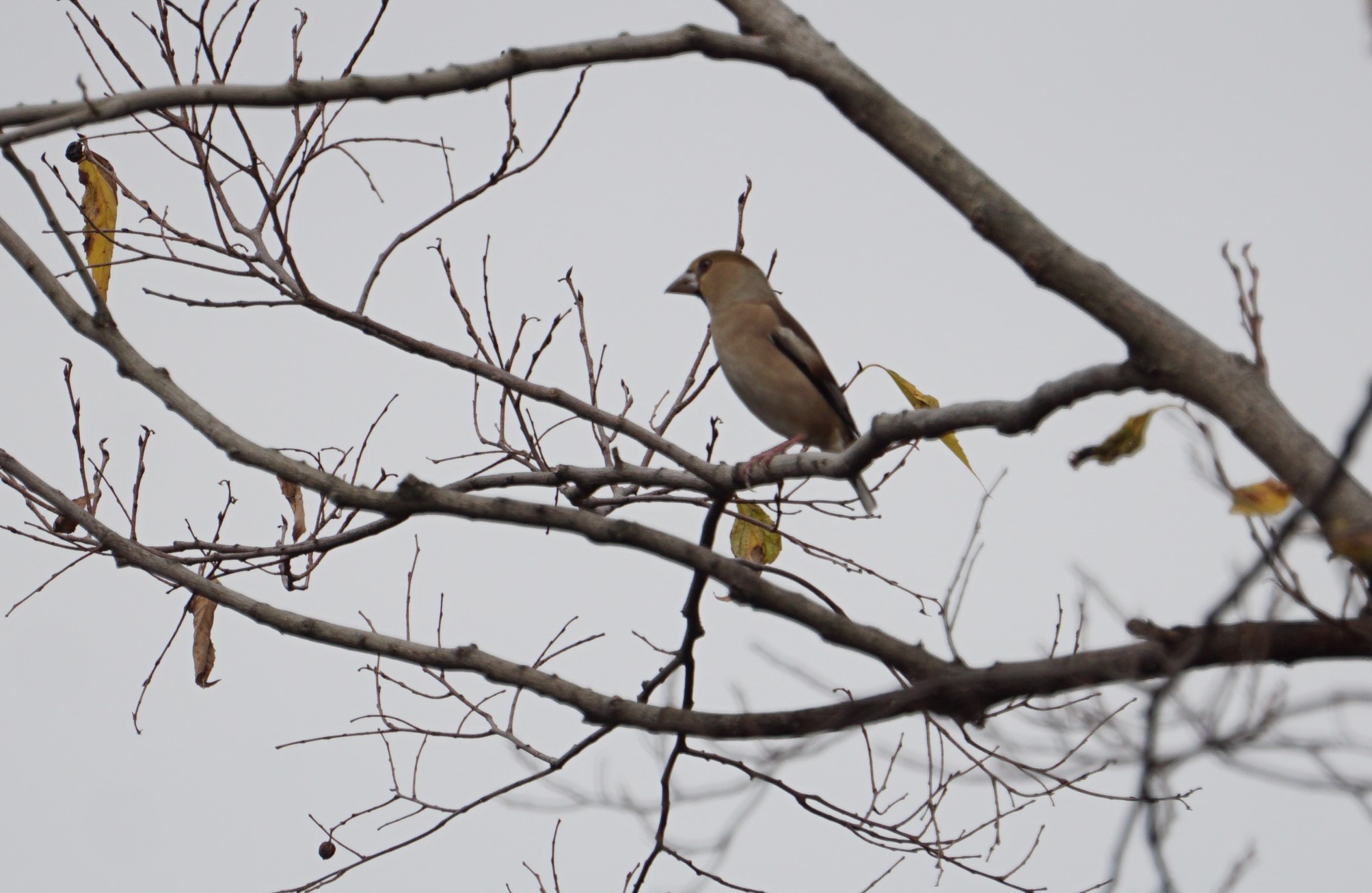 Hawfinch